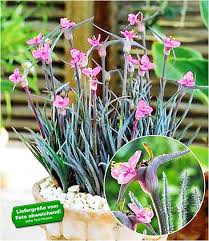 Baldur Garten Winterharte Stauden Raritat Polarlicht 1 Pflanze Setcreacea Hirsuta Swifttale Amazon De Garten Winterharte Stauden Pflanzen Winterhart
