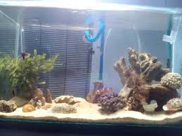 Gambar yang sederhana dengan hanya dua helai daun. Aquarium Air Laut Sederhana Youtube