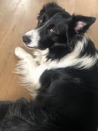 Pin By Susan Herrera On I Love My Special Dogs Collie Dog Dog Mom Pets