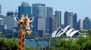 It was a bit expensive but there are many package deals available. Taronga Zoo Sydney Ticket