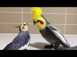 Smart And Funny Parrots Parrot Talking Videos Pets House Youtube Funny Parrots Animals Beautiful Funny Birds