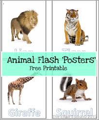 The Elliott Edition Animal Flashcards Baby Animal Art Animals