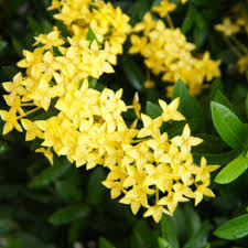 Image result for Ixora praetermissa