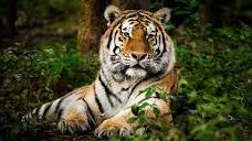 Tigre de Bengala, el gran felino de las selvas de la India