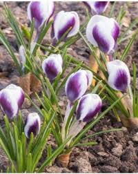 Image result for Pycreus chrysanthus