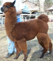 Alpacas And Llamas For Sale In North Georgia Alpacas For Sale Baby Alpaca For Sale Alpaca
