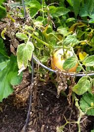 Tomatoes are 95% water, but too much water can ruin and damage you tomato plant and the fruit it produces. Question Of The Week Tomatoes Not Setting Neil Sperry S Gardens