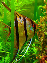 Pterophyllum Scalare Sp Rio Nanay Angelfish Peruvian Wild Spotted Angels Balik Evcil Hayvanlar Hayvanlar