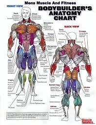 Bodybuilders Anatomy Chart Muscle Anatomy Body Muscle