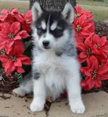 All will be ready by christmas time.pups have been hand held since birth… Husky Puppies For Sale Males And Husky Puppies For Sale Facebook