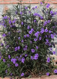 Ruellia Brittoniana Purple Showers Mexican Petunia Or Ruellia Purple Plants Plants Planting Flowers