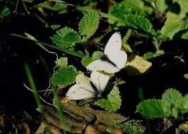 Image result for Pieris napi