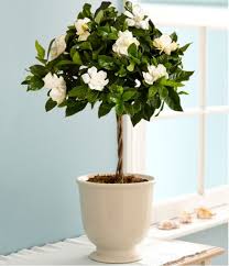 Sweet Fragrance Of Gardenia Flowers In The Bedroom Has Effectiveness Impact In Relaxing The Body And Brain Best Gardenia Plant Growing Gardenias Gardenia Trees