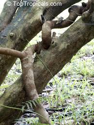 Image result for Landolphia rufescens