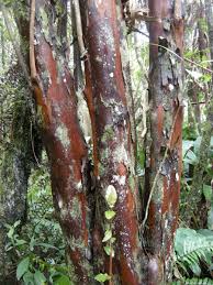 Image result for Aphloia theiformis