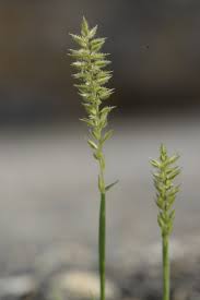 Image result for Tragus pedunculatus