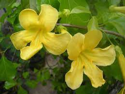 Cassia is related to the cassia tree, which has yellow flowers and produces a spice that can be a substitute for cinnamon. Five Facts Cat S Claw Vine In Florida Florida Museum Science