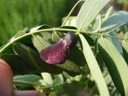 Image result for Sesbania quadrata