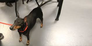Slightly longer than tall, this dog has a slightly arched topline and a free and effortless gait. Manchester Terrier Rassenportrait