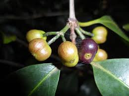 Image result for Coffea salvatrix