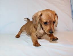 Home ==> breeds ==> dachshundfeatured deluxe listing(s): Available Puppies Galaxy Dachshunds Puppies Dachshund Puppies Dachshund Dogs For Sale