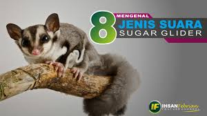 8 Jenis Suara Sugar Glider 8 Types Of Sugar Glider Sounds Youtube