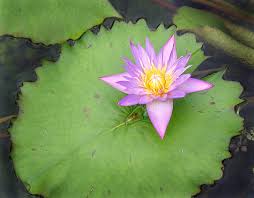 Check spelling or type a new query. Purple Flower On Lily Pad Photograph By Jeremy Lewis