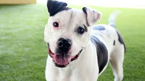 North sd county > pets. Dogs Rescued From Texas Up For Adoption At Peggy Adams Animal Rescue