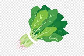 Romaine selada pizza caesar salad bayam salad fattoush, salad segar, png. Jus Bayam Salad Makanan Salad Daun Sayuran Daun Png Pngegg