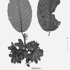 Image result for Monotes magnificus