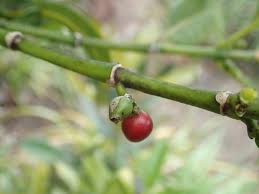 Image result for Craterispermum