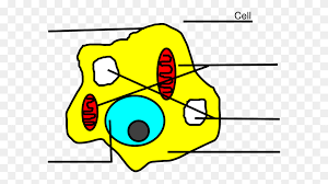 Animal cell and labels archives comingback info. Basic Animal Cell Without Labels Clip Art Cytoskeleton Clipart Stunning Free Transparent Png Clipart Images Free Download