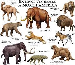 Extinct Mammals Of North America Poster Print Etsy Extinct Animals Ancient Animals Prehistoric Animals