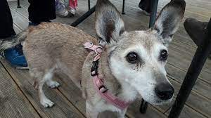 Jul 17, 2019 · even though remains are often referred to as ashes, they do not usually resemble ashes like those we recognize from a fire. My Cremated Dog S Ashes Came Alive By Norell Leung P S I Love You