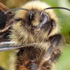 Image result for Bombus balteatus