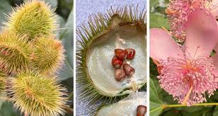 Image result for Bixa orellana