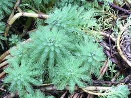 Image result for Haloragaceae