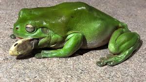 Sometimes they can even appear in your own back yard. Laubfrosch Verschlingt Giftschlange Und Uberlebt Stern De
