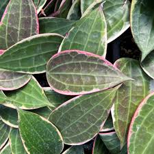 Image result for Anthonotha macrophylla