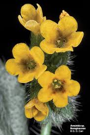 Image result for Boraginaceae