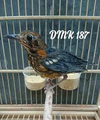 Gerai Anis Merah Dmk Postingan Facebook