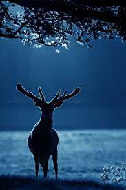 Photos Of The Day Amazing Wildlife Animal Photography Animal Photography Animals Beautiful Animals Wild