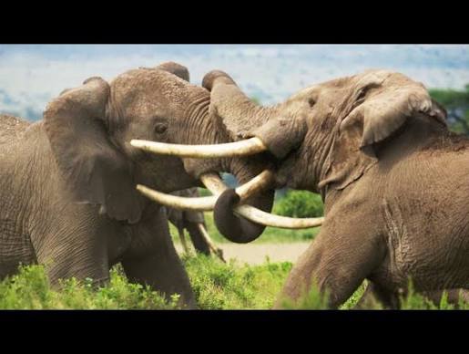 Elephant Twins Escape Battling Bulls | Dynasties II | BBC Earth - YouTube