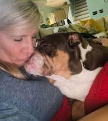 Whippet puppy experience at 6 months old