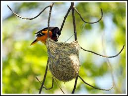Birds That Look Like Baltimore Orioles Baltimore Oriole At Nest By Barry Kant Submitted To Our Home Tweet Home Photo Contest Oriole Bird Baltimore Orioles Birds Backyard Birds