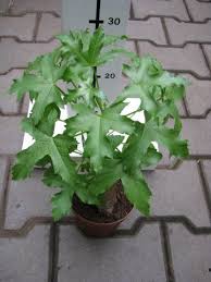 Image result for Cussonia natalensis