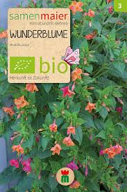 Gartenblume blumen wunderblume in plastiktopf. Bio Wunderblume Von Samen Maier