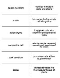 Plant Structure And Function Flash Cards For Biology Ii Vocabulary Flash Cards Flashcards Vocabulary