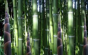 Image result for Justicia phyllostachys