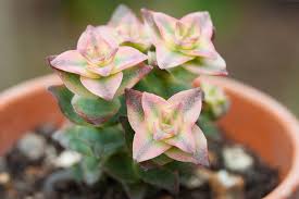 Make draining cacti potting mixture. How To Grow Succulents From Seed The Greedy Vegan